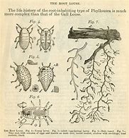 three skips of a louse